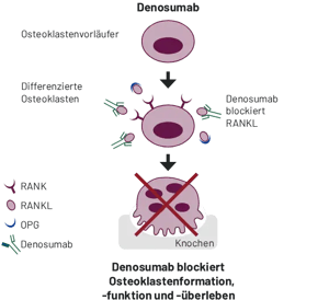 Darstellung der Wirkung von Junod Denosumab im Körper